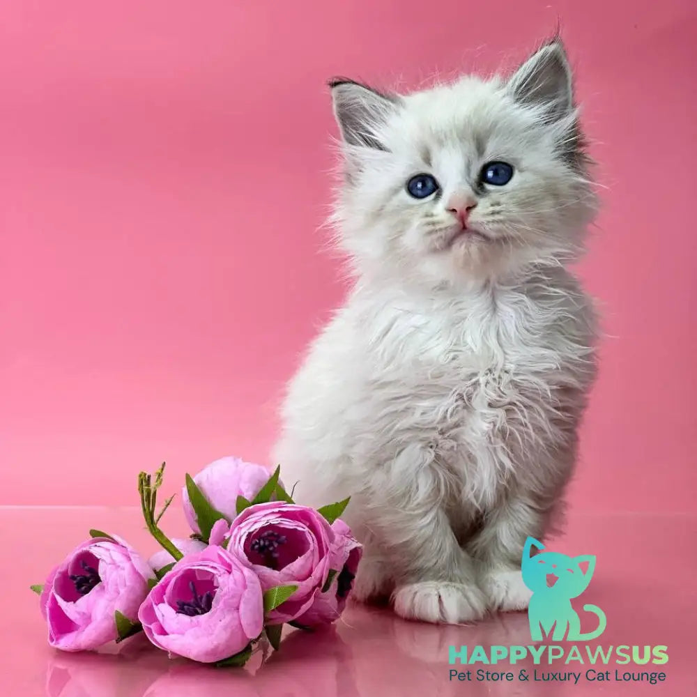 Aurelia Siberian female seal tabby pointed - live animals