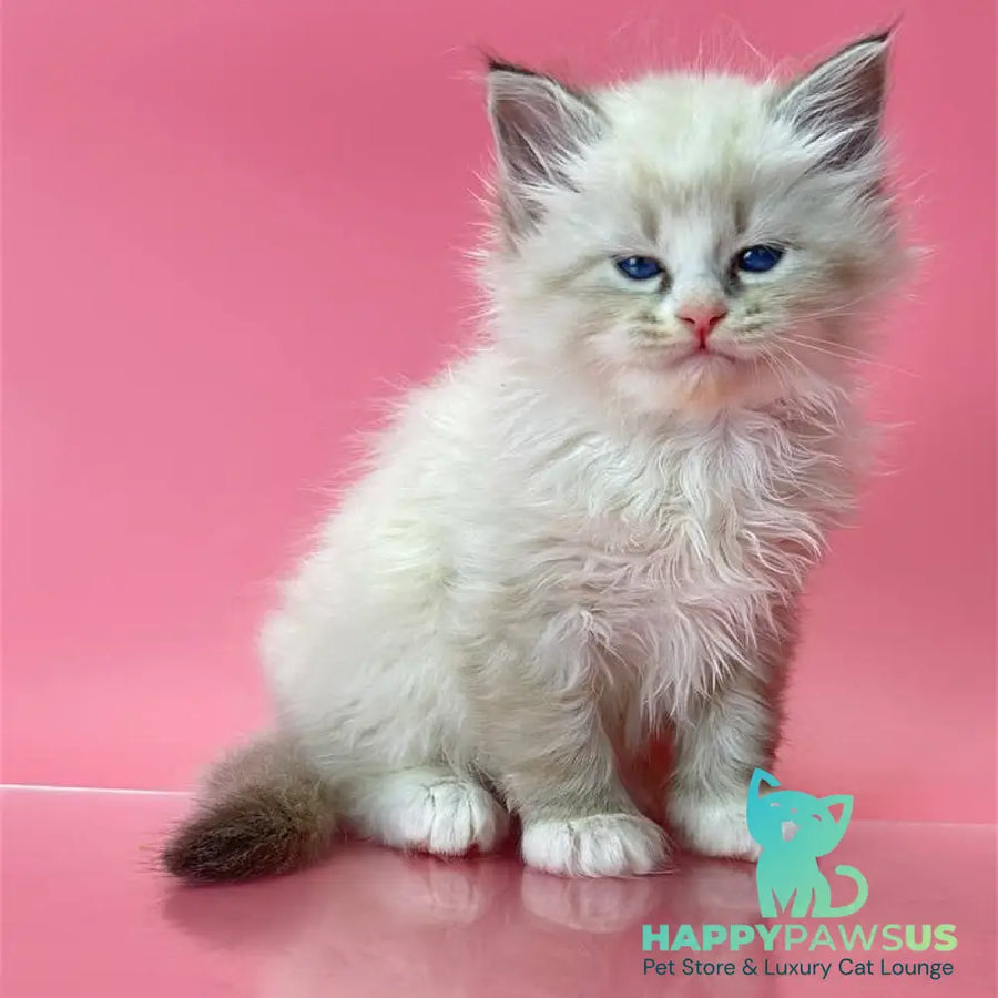 Aurelia Siberian female seal tabby pointed - live animals