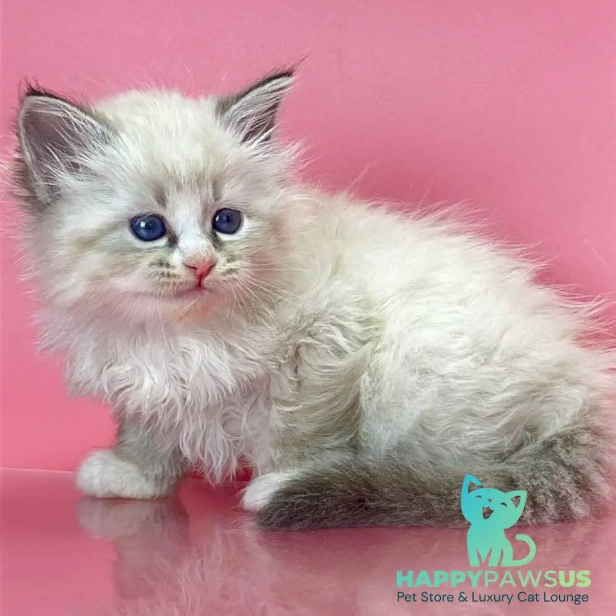Aurelia Siberian female seal tabby pointed - live animals
