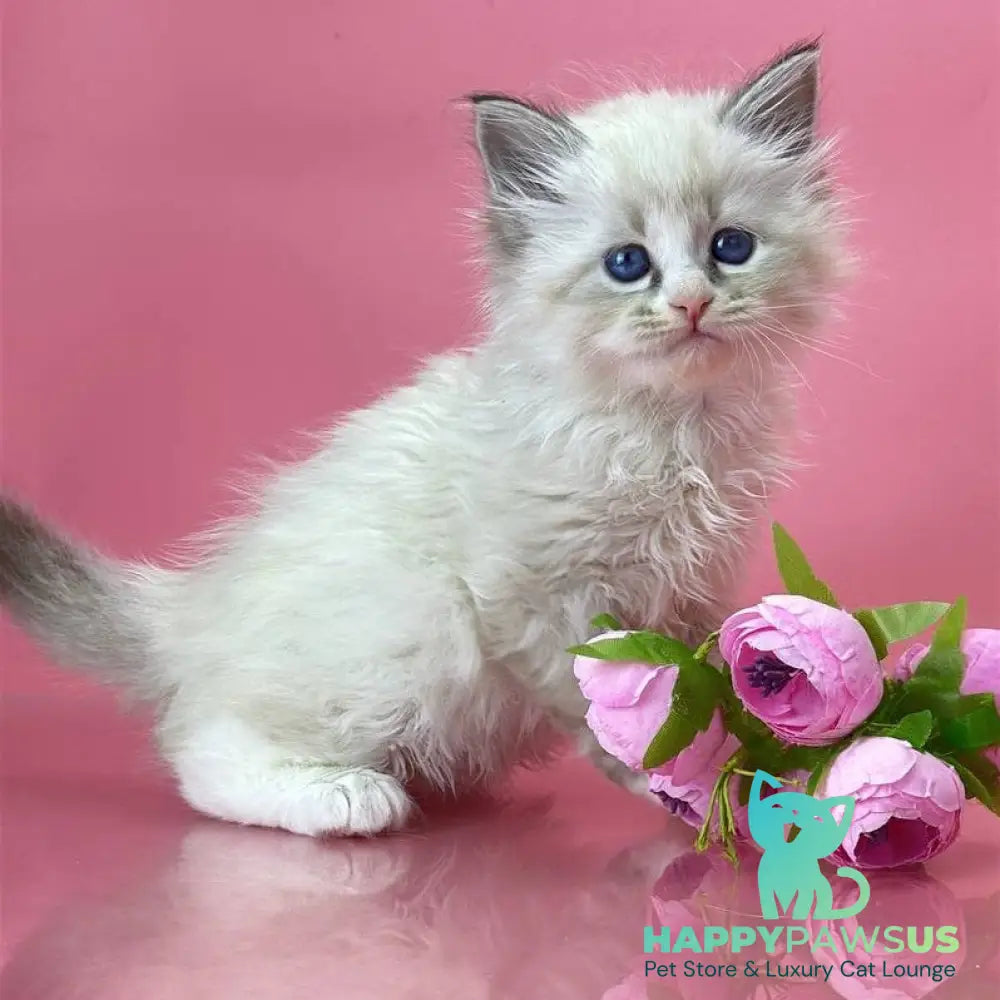 Aurelia Siberian female seal tabby pointed - live animals