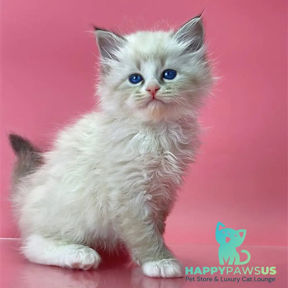 Aurelia Siberian female seal tabby pointed - live animals