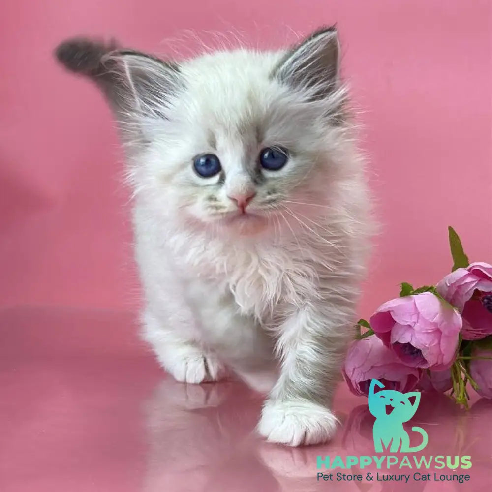 Aurelia Siberian female seal tabby pointed - live animals