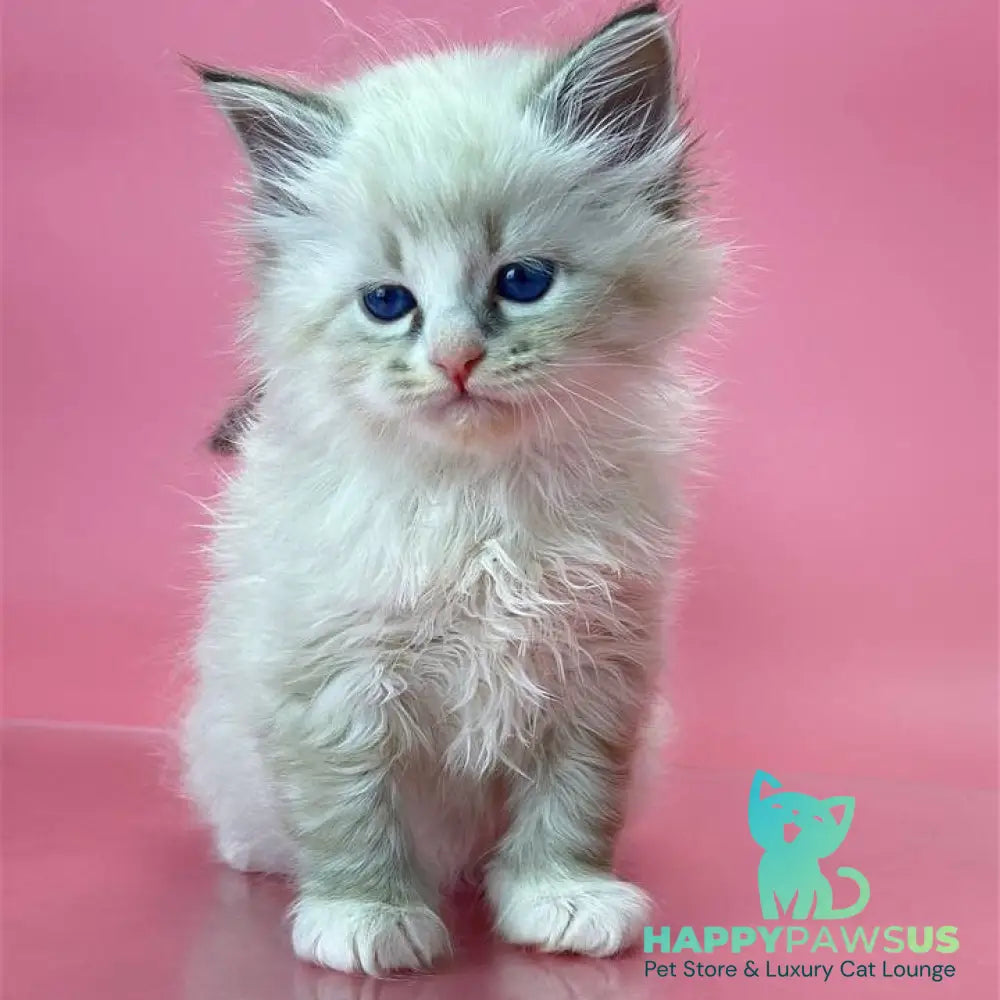 Aurelia Siberian female seal tabby pointed - live animals
