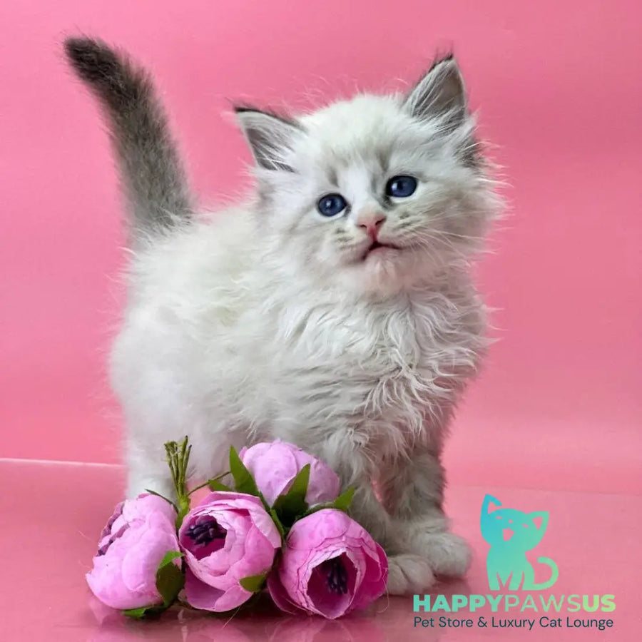 Aurelia Siberian female seal tabby pointed - live animals