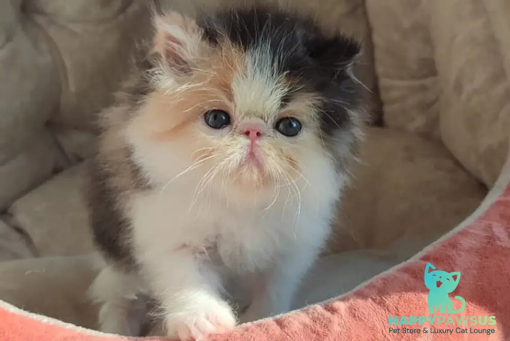 Aurica Persian female black tortie bicolour - live animals
