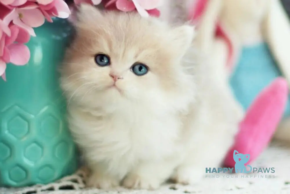 Aurora British Longhair female blue golden shaded bicolour - live animals