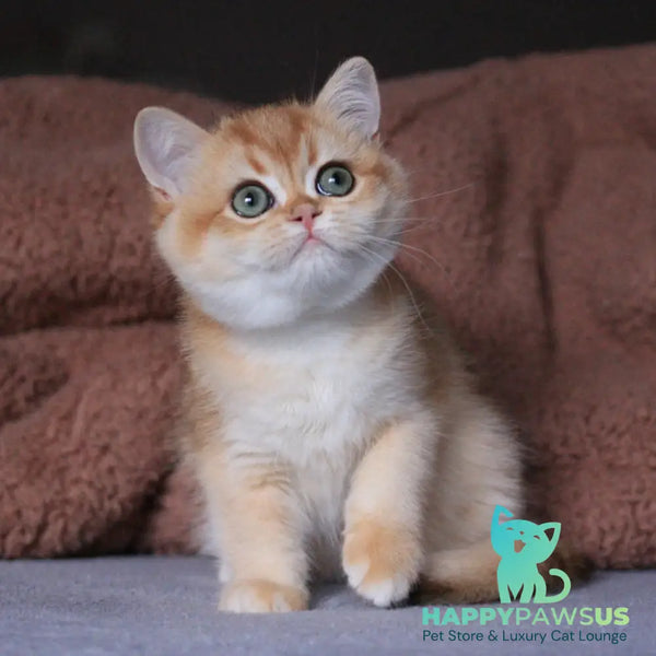 Aurora British Shorthair female black golden chinchilla - live animals