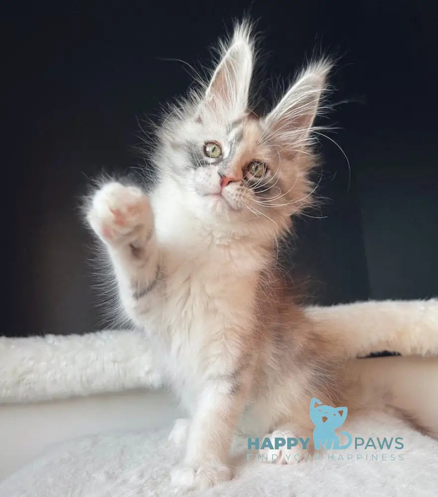 Aurora Maine Coon female black tortie silver bicolour live animals