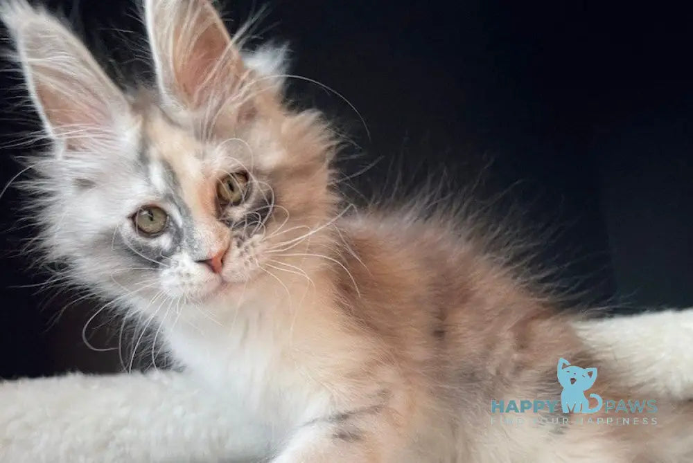 Aurora Maine Coon female black tortie silver bicolour live animals