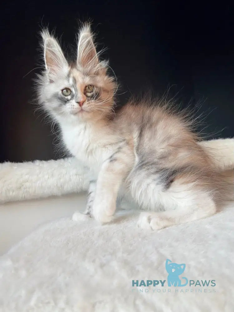 Aurora Maine Coon female black tortie silver bicolour live animals