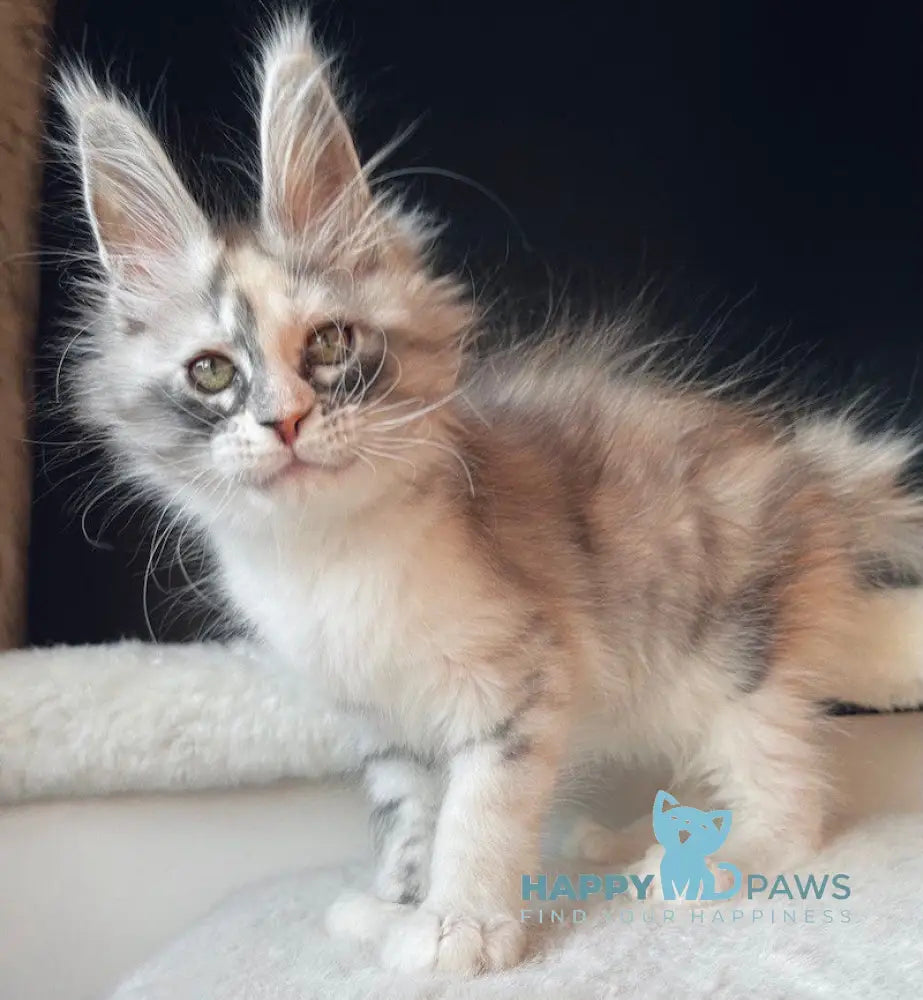 Aurora Maine Coon female black tortie silver bicolour live animals