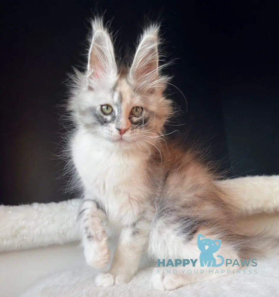 Aurora Maine Coon female black tortie silver bicolour live animals