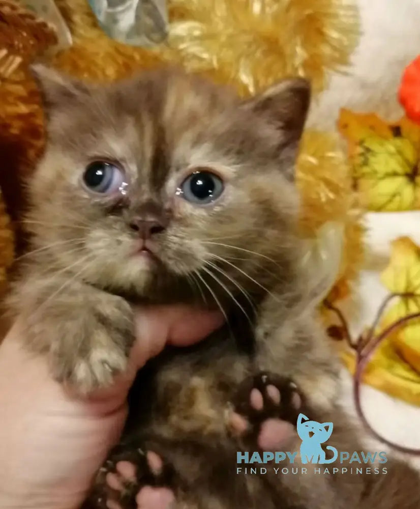 Aurora Munchkin female chocolate tortie live animals