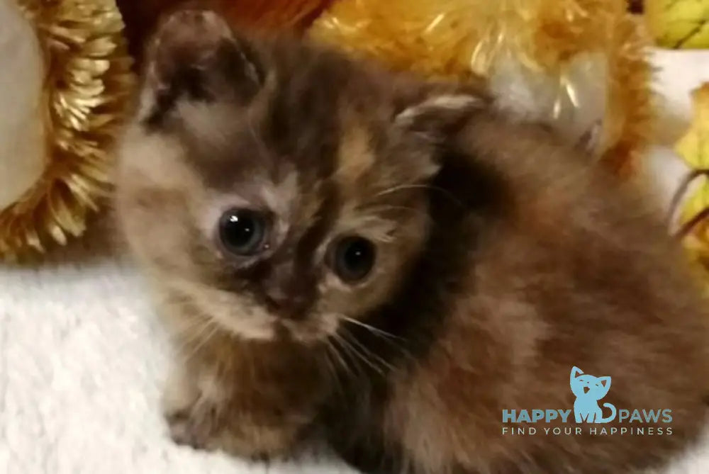 Aurora Munchkin female chocolate tortie live animals