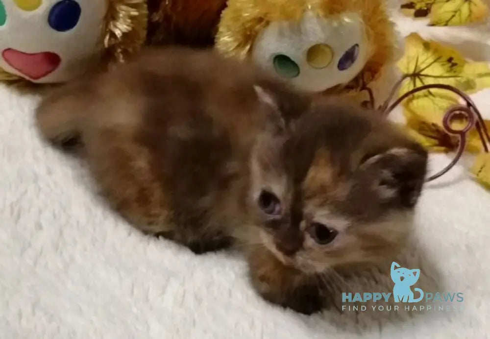 Aurora Munchkin female chocolate tortie live animals