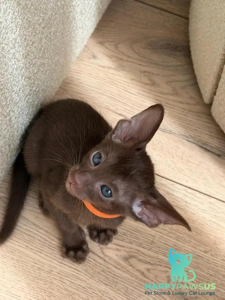 Aurora Oriental Shorthair female chocolate - live animals