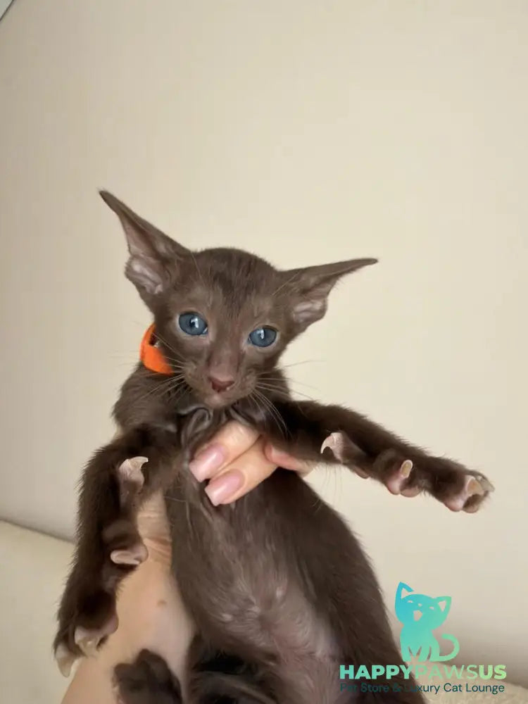 Aurora Oriental Shorthair female chocolate - live animals