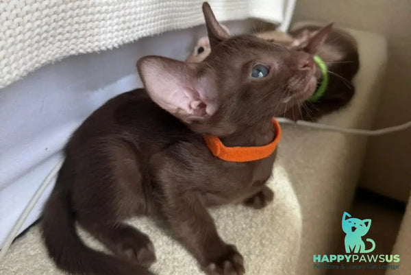 Aurora Oriental Shorthair female chocolate - live animals