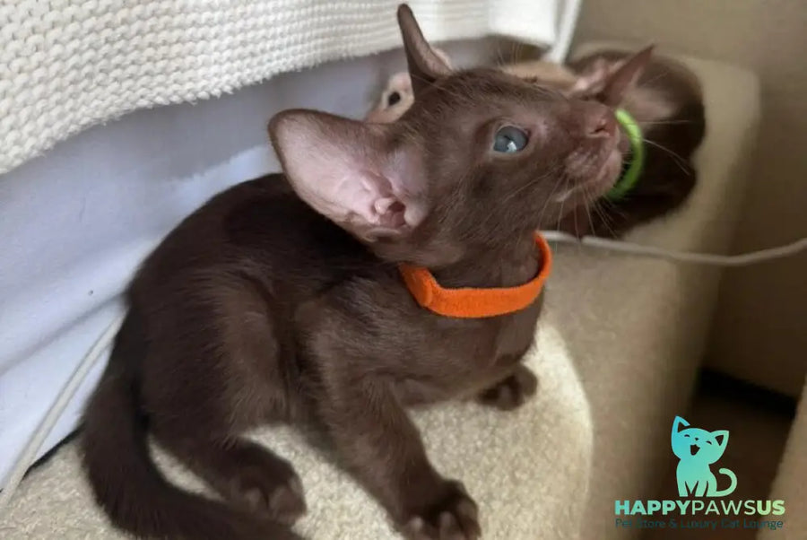 Aurora Oriental Shorthair female chocolate - live animals