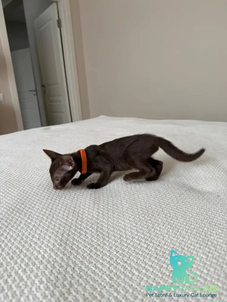Aurora Oriental Shorthair female chocolate - live animals