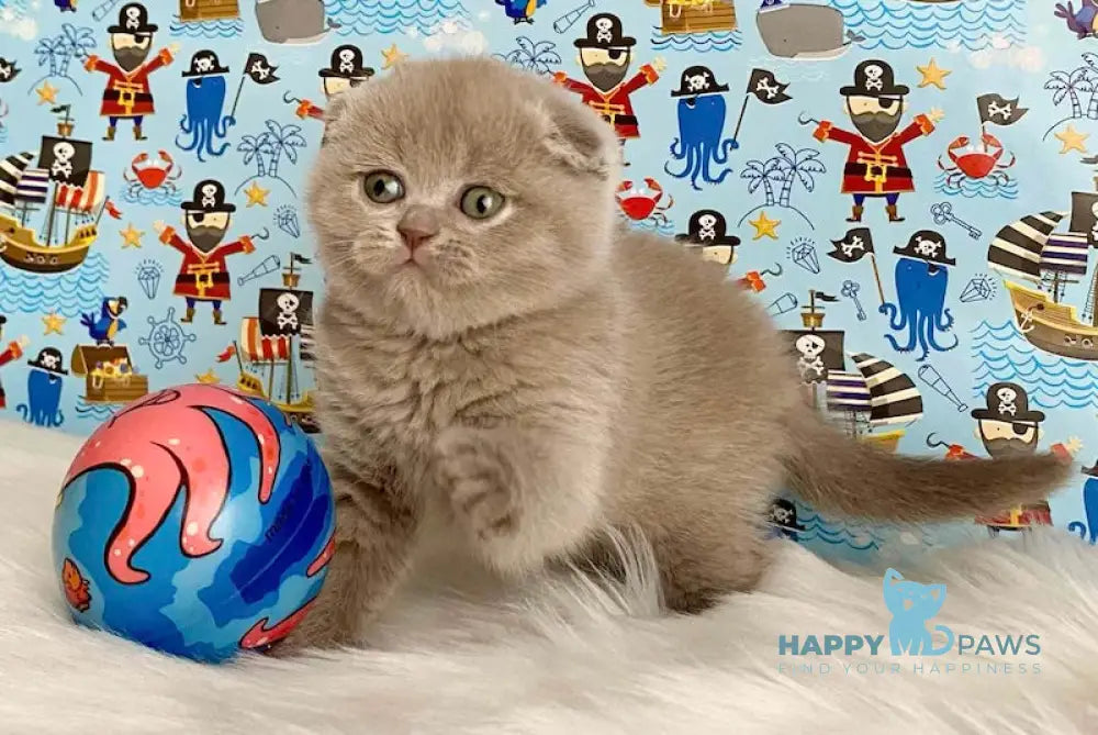 Aurora Scottish Fold female lilac live animals