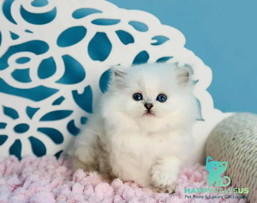 Aurora Scottish Straight female black silver shaded pointed - live animals
