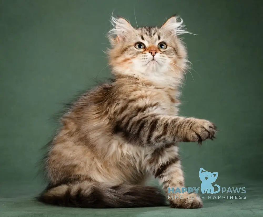 Aurora Siberian Female Black Spotted Tabby Live Animals