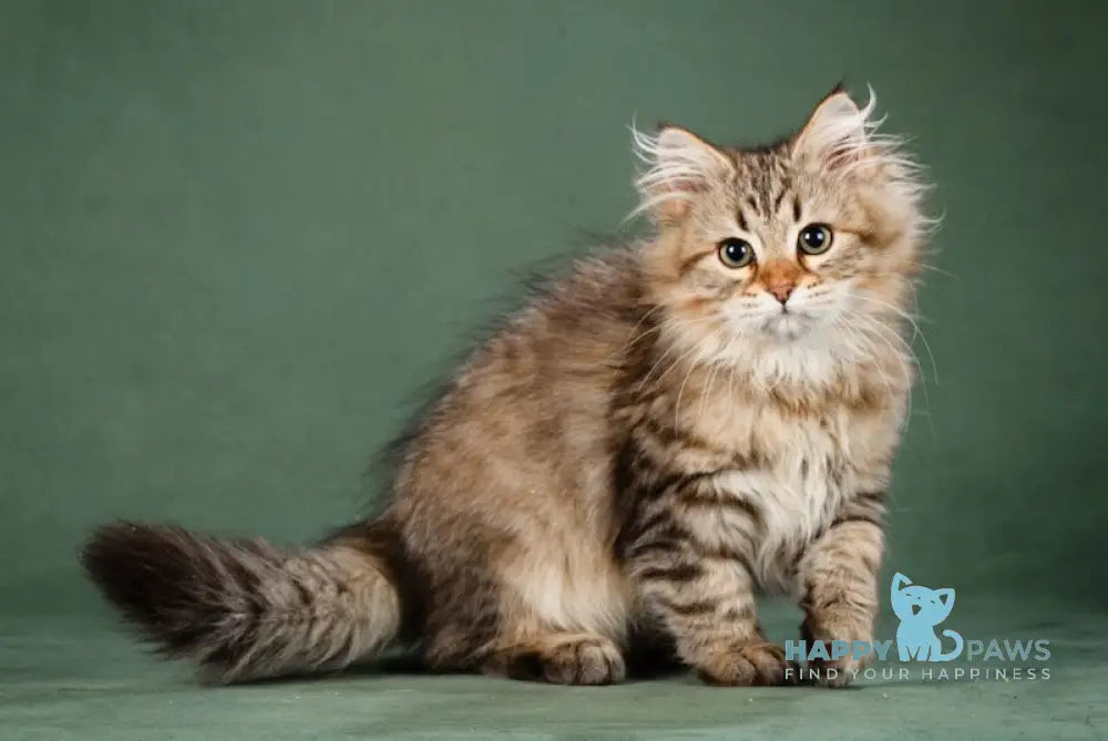 Aurora Siberian Female Black Spotted Tabby Live Animals