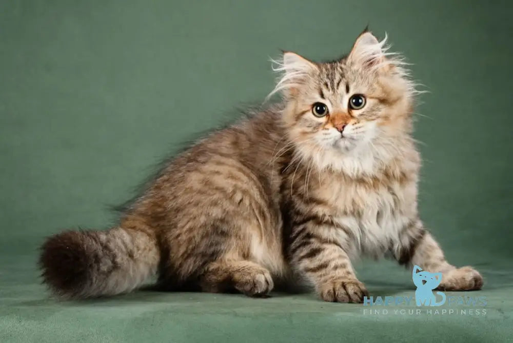 Aurora Siberian Female Black Spotted Tabby Live Animals