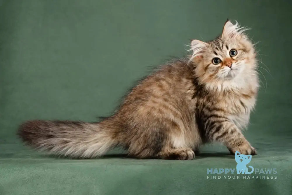 Aurora Siberian Female Black Spotted Tabby Live Animals