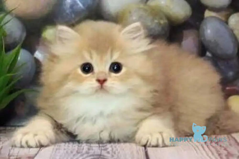 Aurum British Longhair male lilac golden shaded - live animals