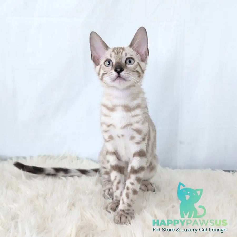 Ava Bengal female black silver spotted tabby pointed - live animals