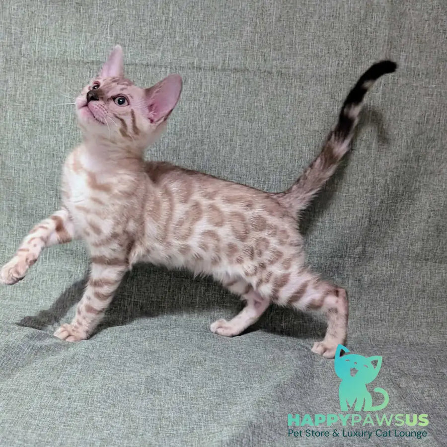 Ava Bengal female black silver spotted tabby pointed - live animals