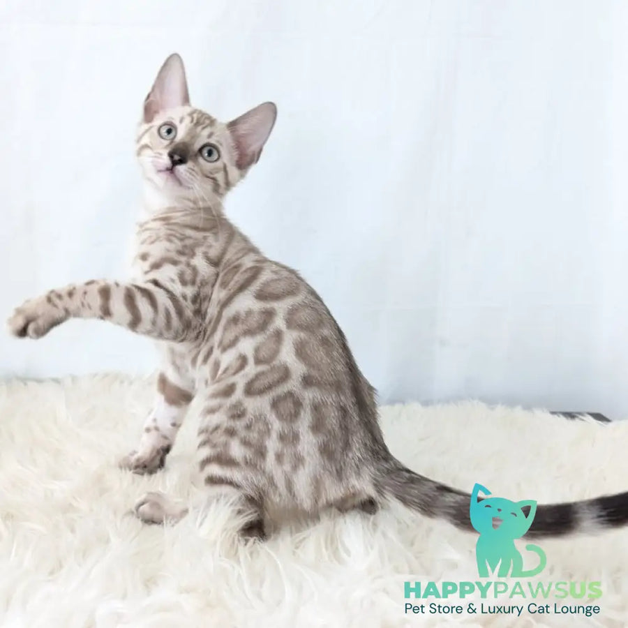 Ava Bengal female black silver spotted tabby pointed - live animals