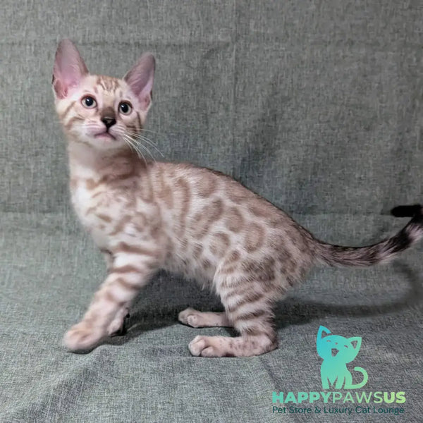 Ava Bengal female black silver spotted tabby pointed - live animals