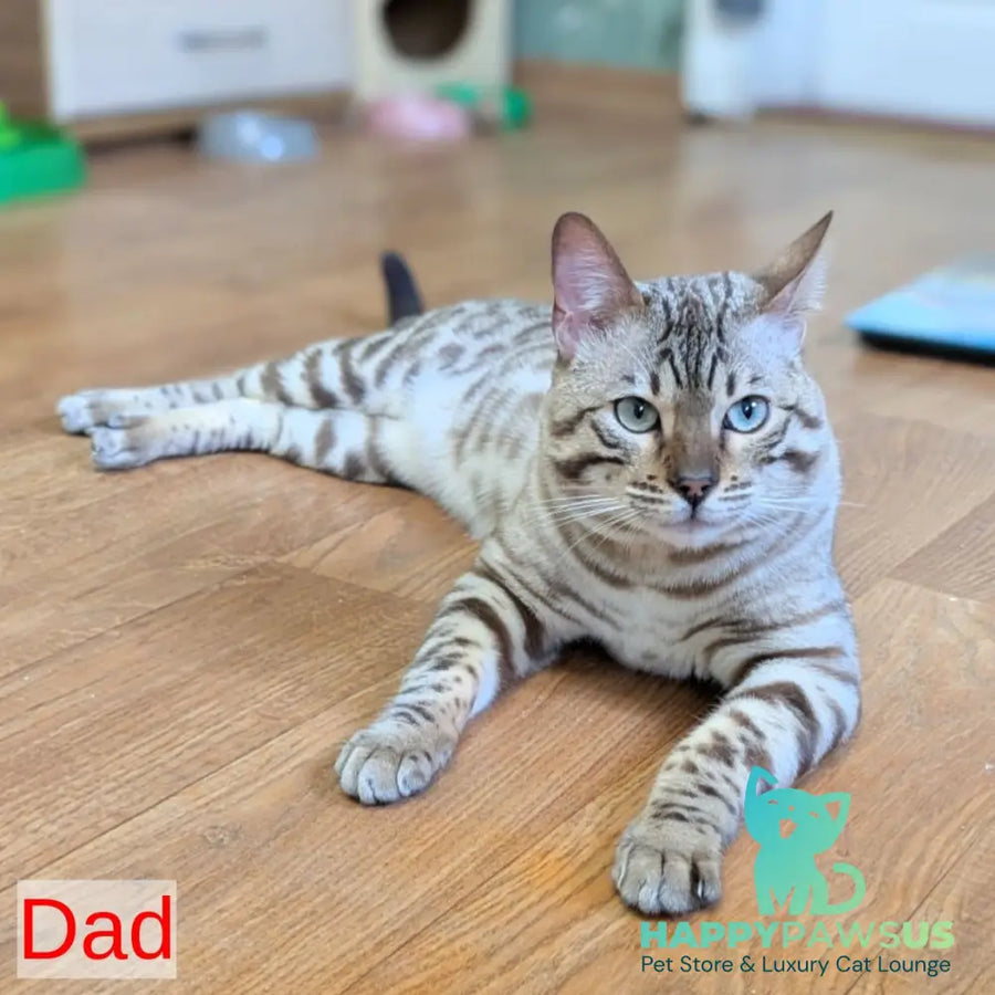 Ava Bengal female black silver spotted tabby pointed - live animals
