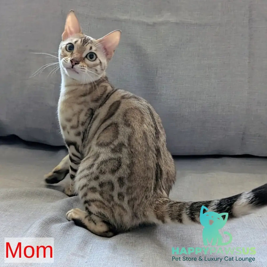 Ava Bengal female black silver spotted tabby pointed - live animals