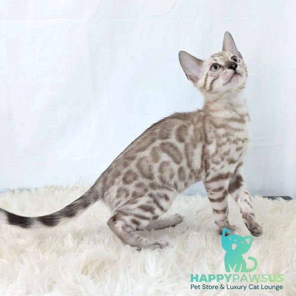 Ava Bengal female black silver spotted tabby pointed - live animals