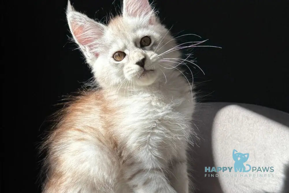 Ava Maine Coon female black silver spotted tabby live animals