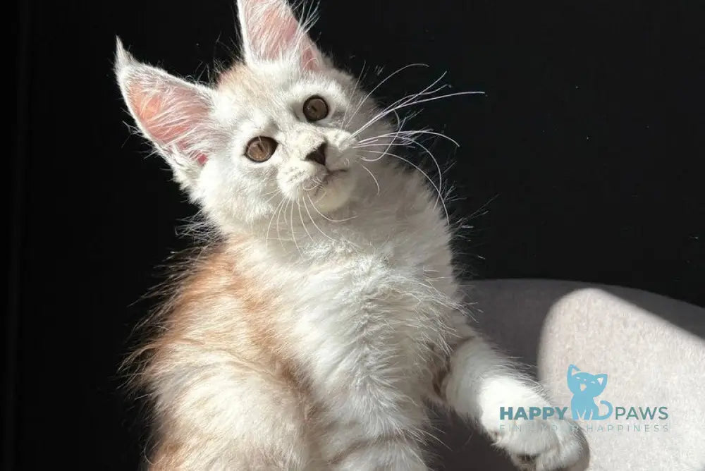 Ava Maine Coon female black silver spotted tabby live animals