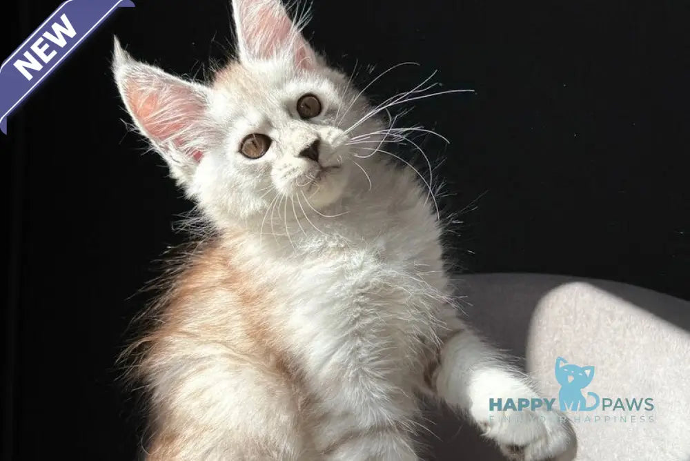 Ava Maine Coon female black silver spotted tabby live animals