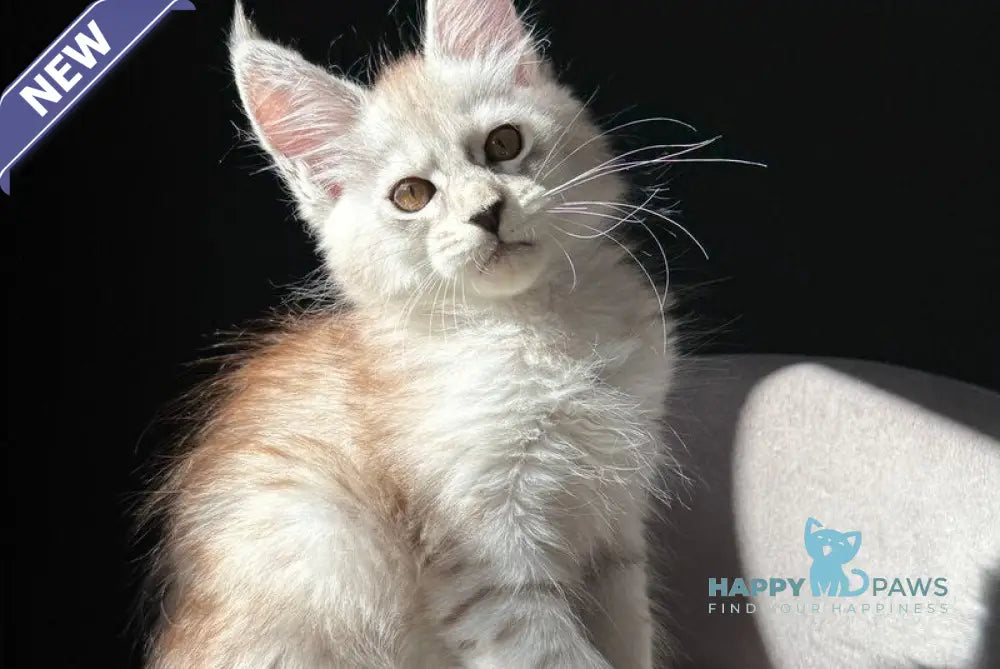 Ava Maine Coon female black silver spotted tabby live animals