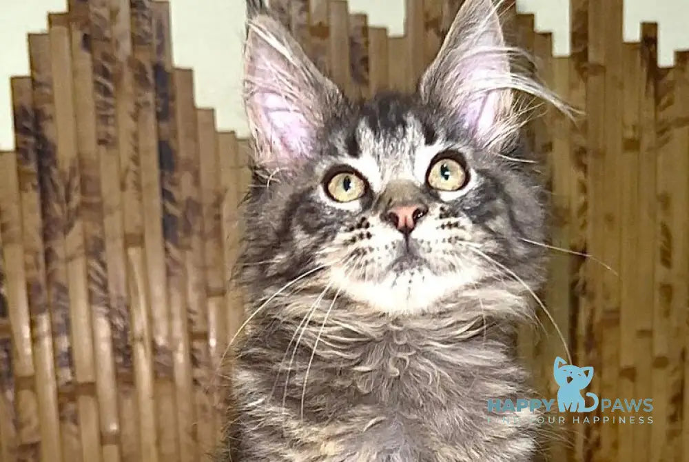 Ava Maine Coon polydactyl female black spotted tabby live animals