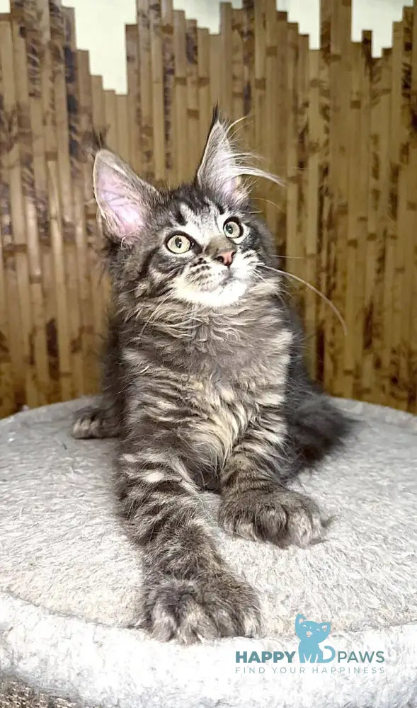 Ava Maine Coon polydactyl female black spotted tabby live animals
