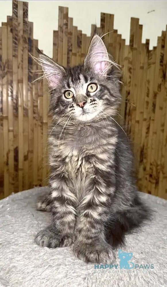 Ava Maine Coon polydactyl female black spotted tabby live animals