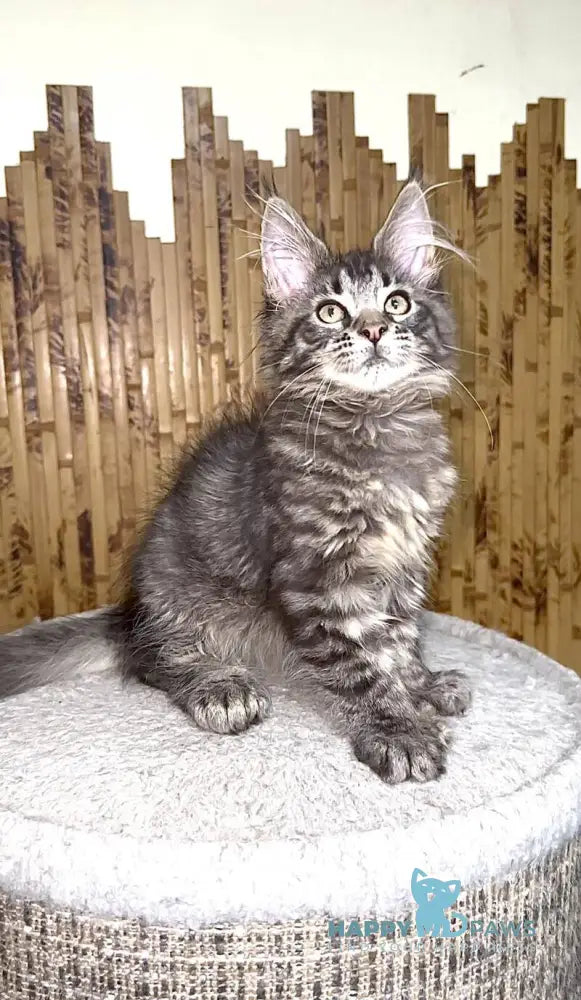 Ava Maine Coon polydactyl female black spotted tabby live animals