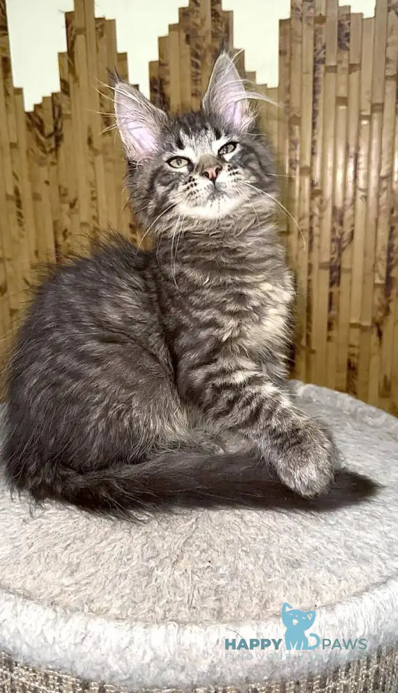 Ava Maine Coon polydactyl female black spotted tabby live animals