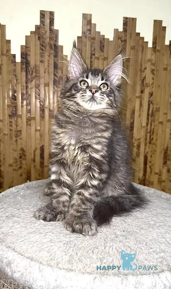 Ava Maine Coon polydactyl female black spotted tabby live animals