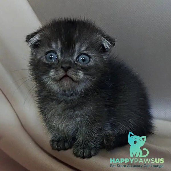 Ava Munchkin female black - live animals