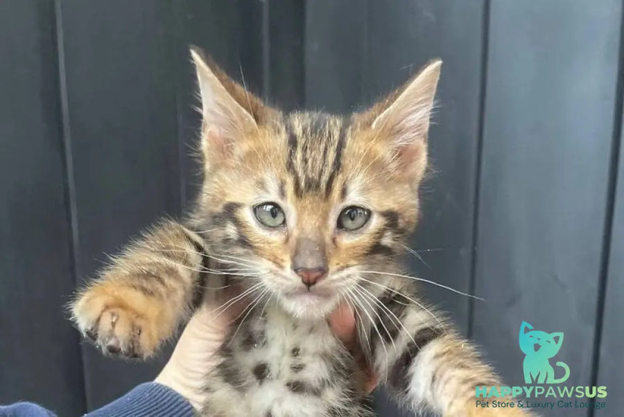 Available Toyger male black tabby - live animals